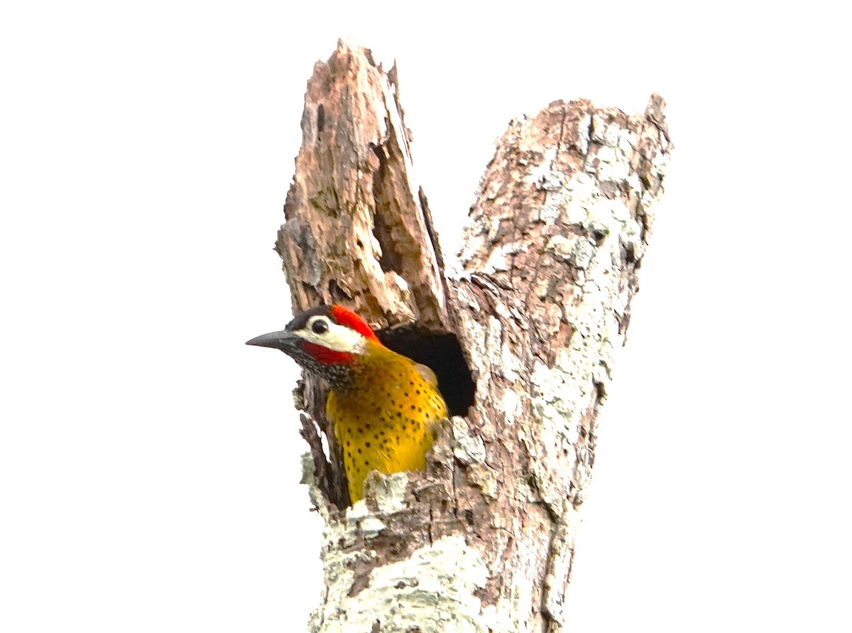 Spot-breasted Woodpecker - ML611951757