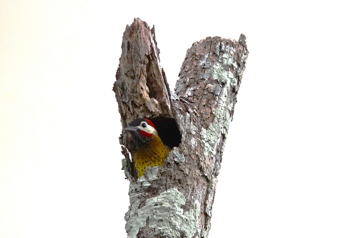 Spot-breasted Woodpecker - ML611951758