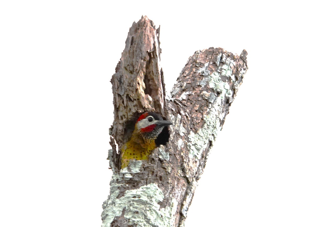 Spot-breasted Woodpecker - ML611951759