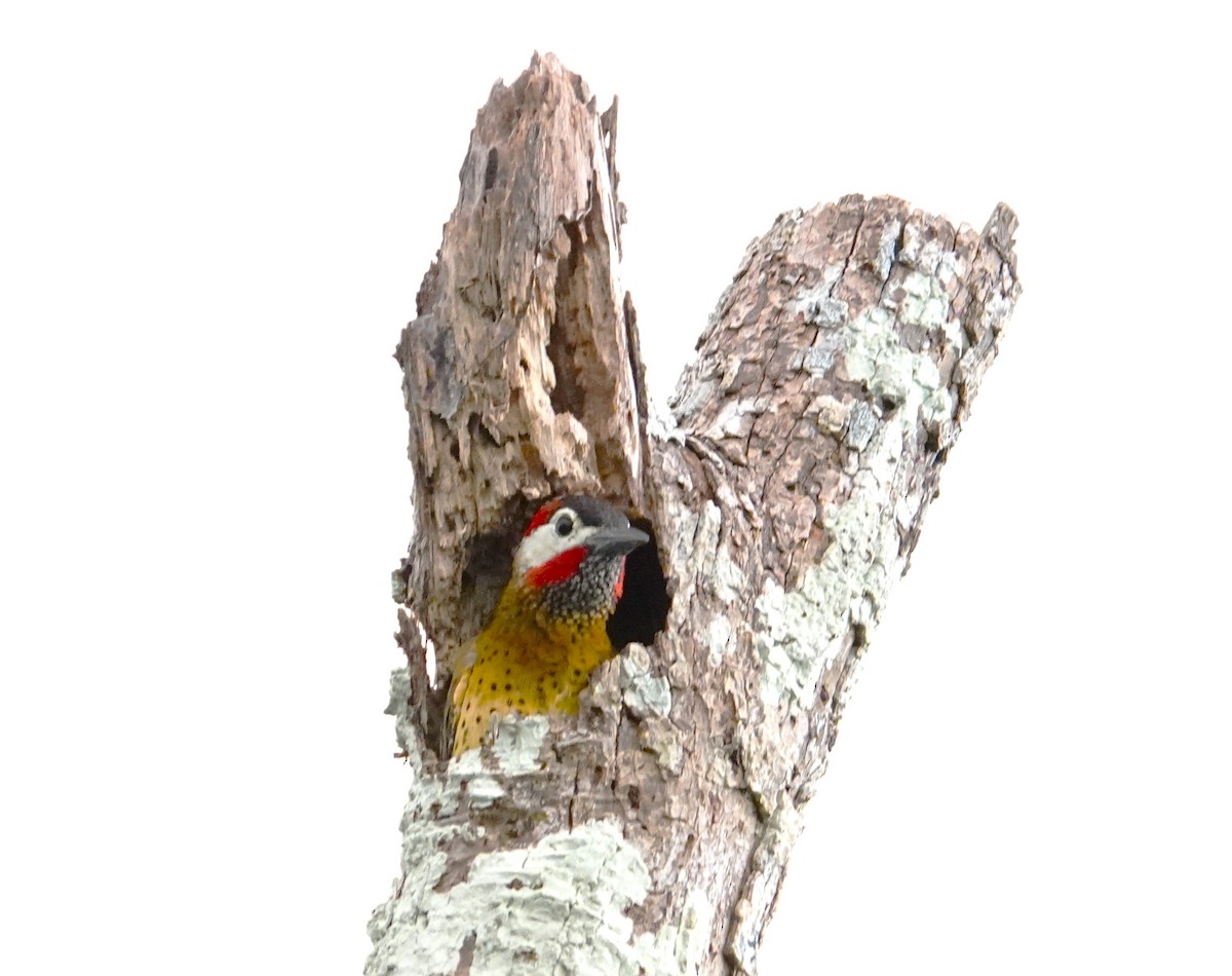 Spot-breasted Woodpecker - ML611951760