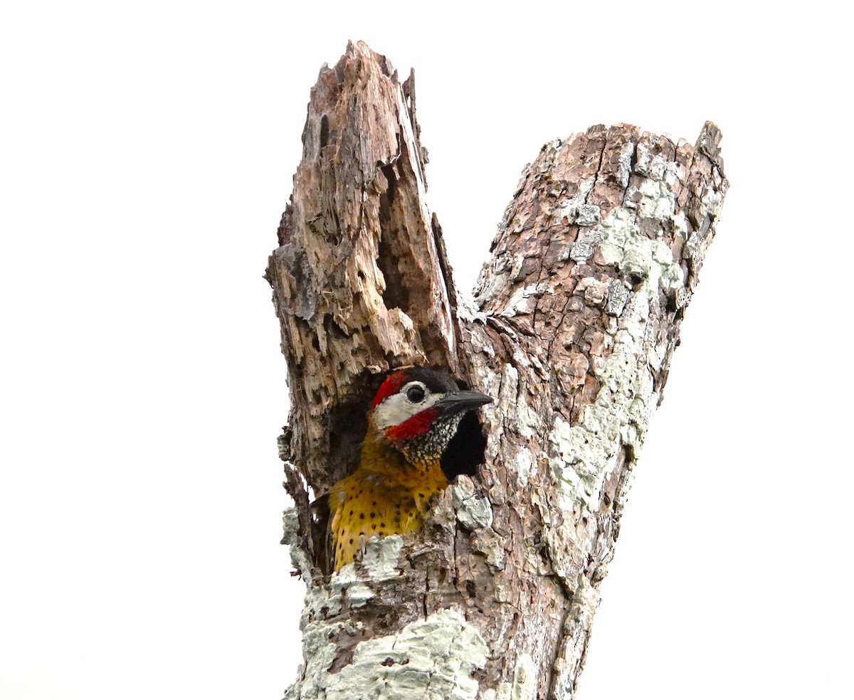 Spot-breasted Woodpecker - ML611951763