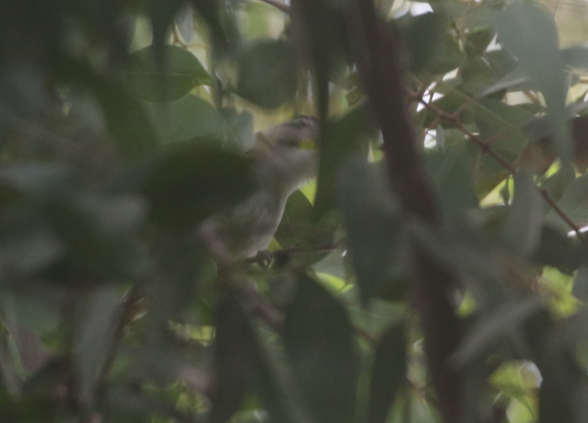 Red-eyed Vireo - ML611951836