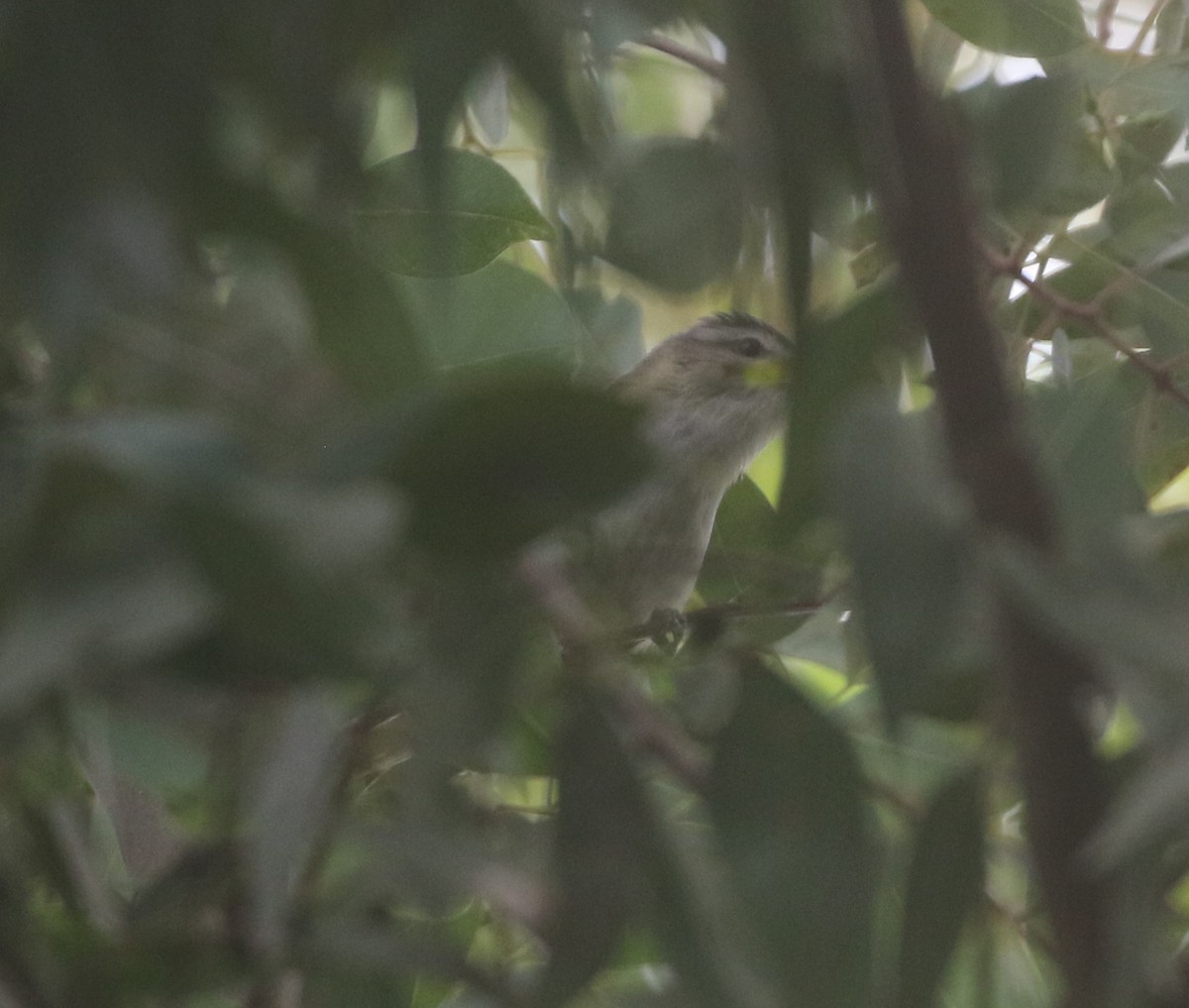 Red-eyed Vireo - ML611951837