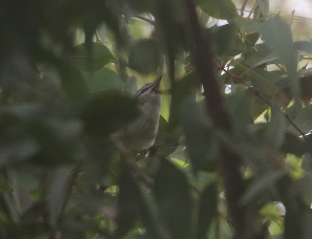 Red-eyed Vireo - ML611951838