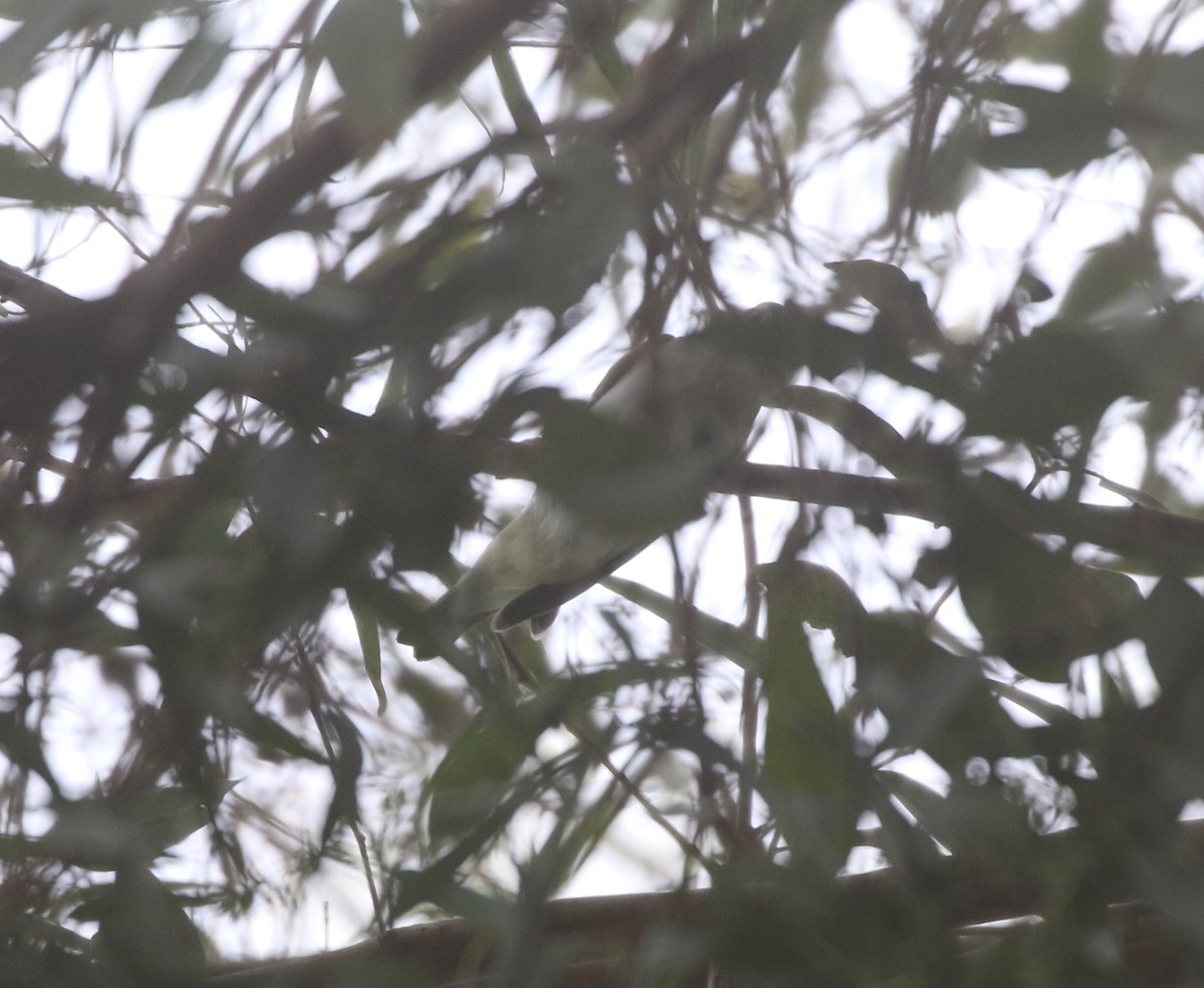 Red-eyed Vireo - ML611951839