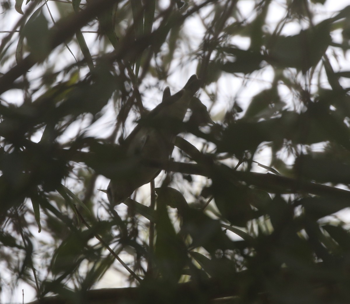 Red-eyed Vireo - ML611951840