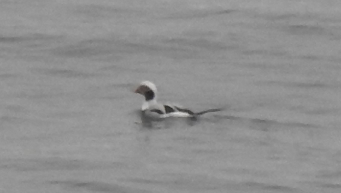 Long-tailed Duck - ML611951960