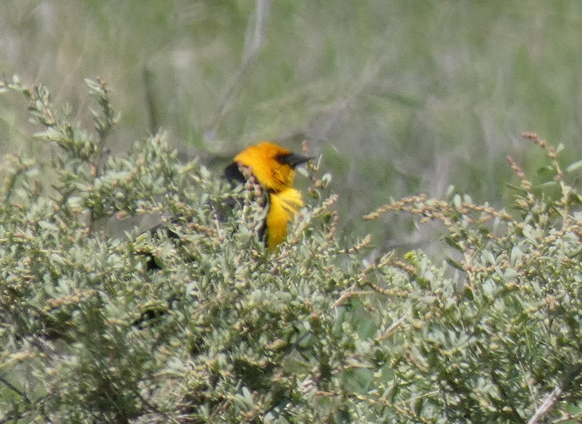 Yellow-headed Blackbird - ML611952528