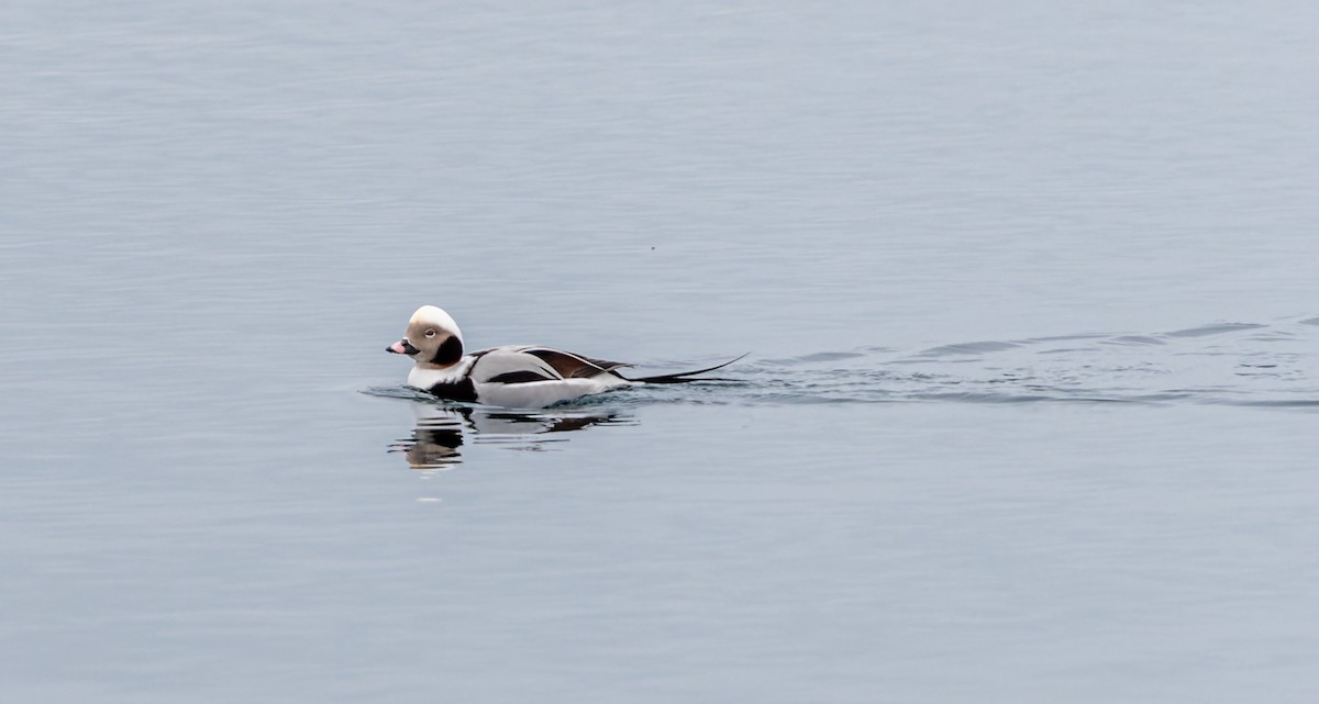Long-tailed Duck - ML611952613