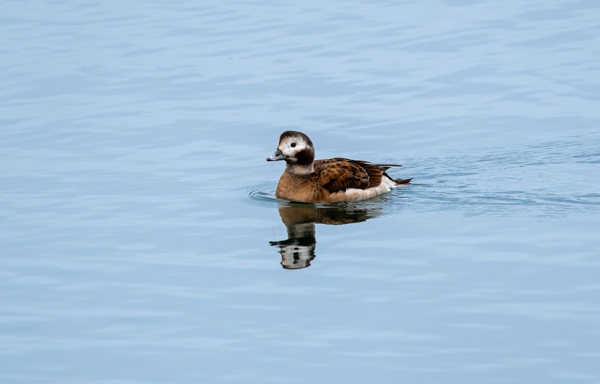 Long-tailed Duck - ML611952614