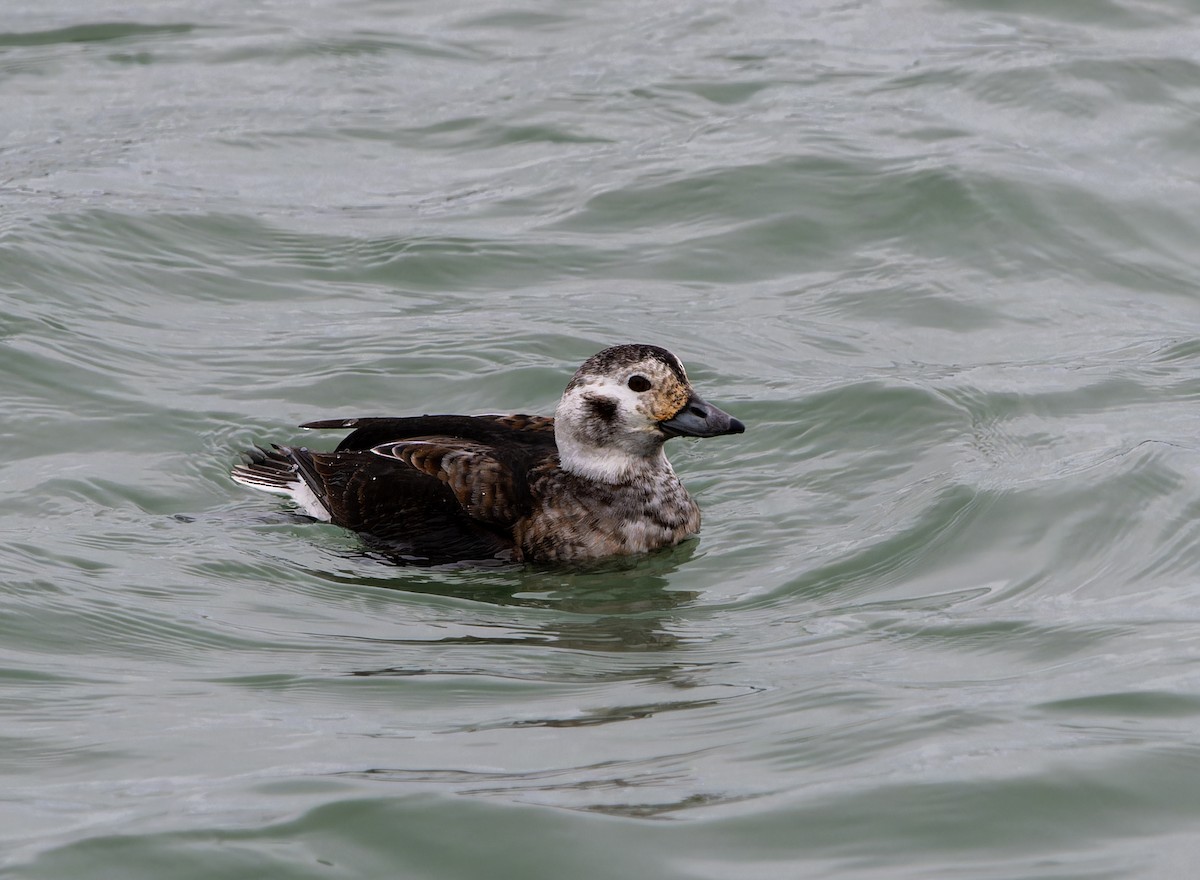 Long-tailed Duck - ML611952615
