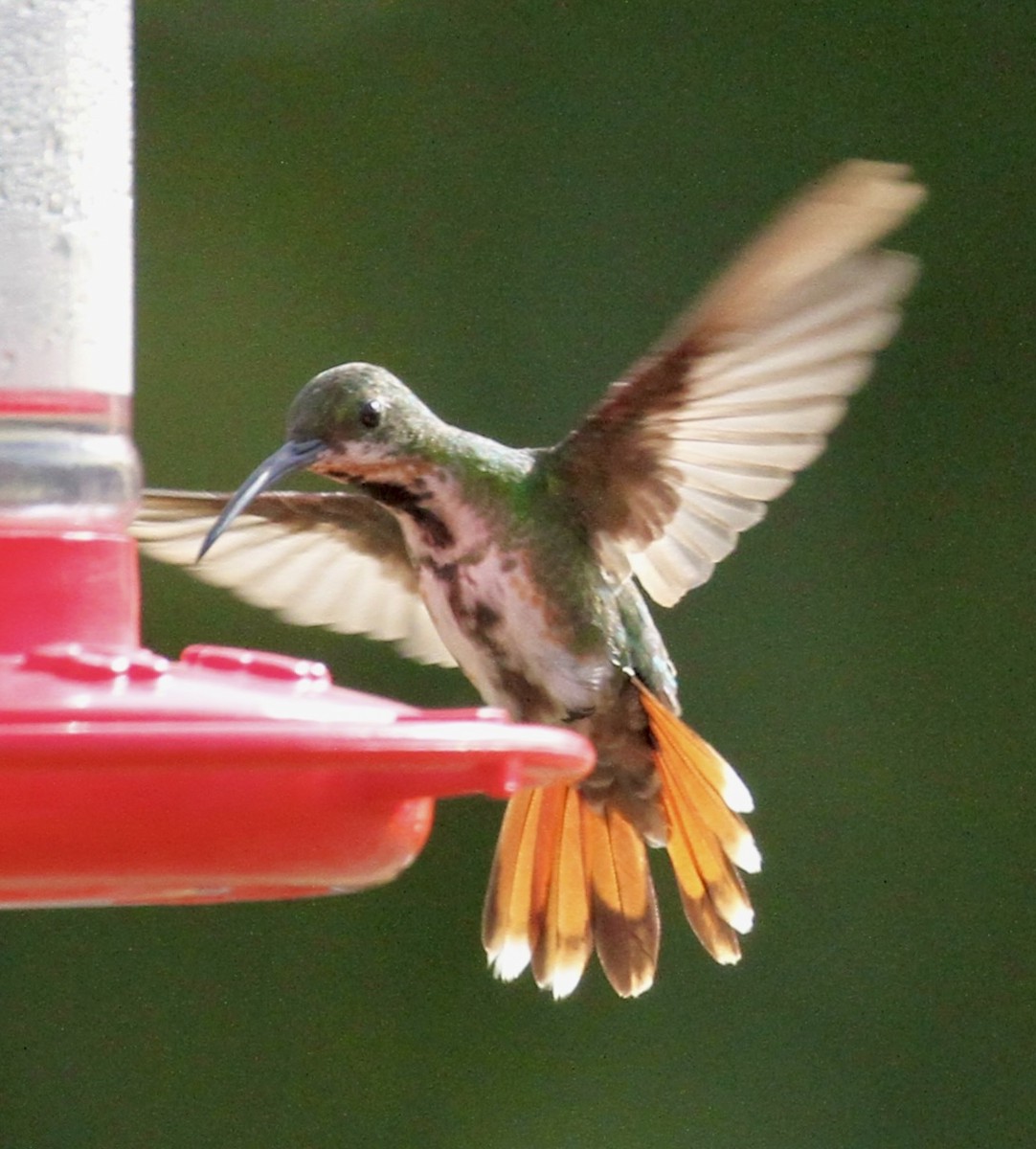 eBird Checklist 6 Dec 2023 Private Residence off of St. Rd., Shriever, LA 22