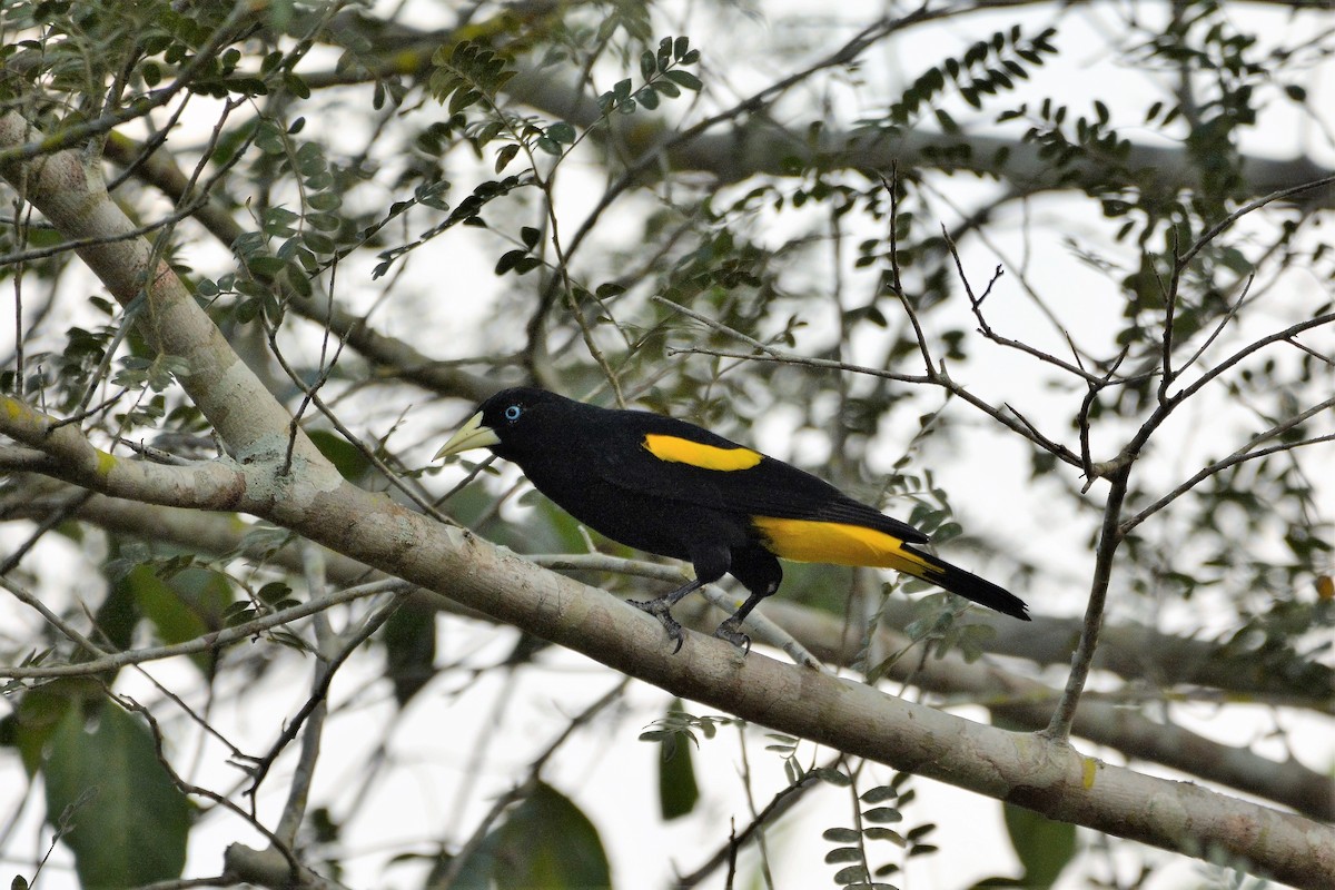 Yellow-rumped Cacique - ML611952883