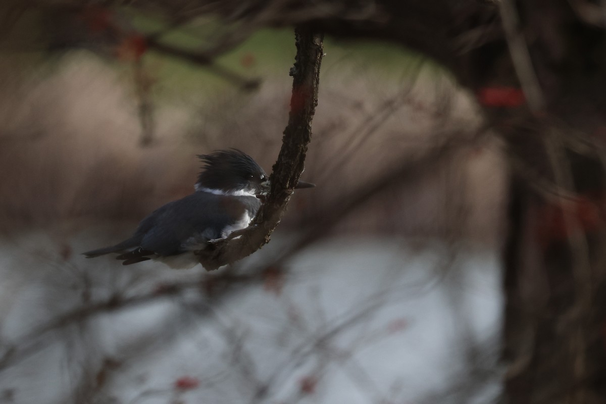 Belted Kingfisher - ML611952914