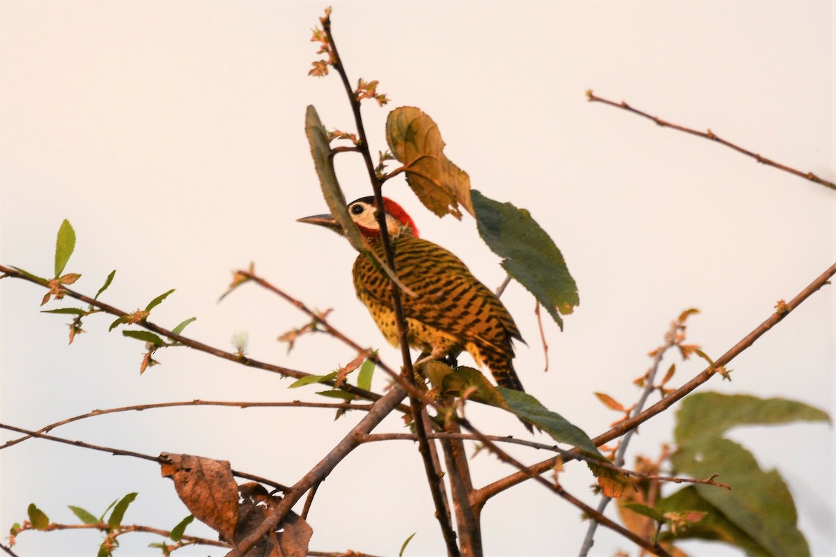 Spot-breasted Woodpecker - ML611952964