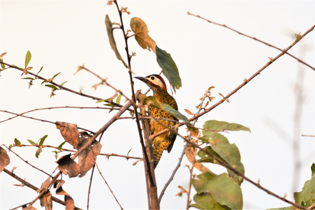 Spot-breasted Woodpecker - ML611952965