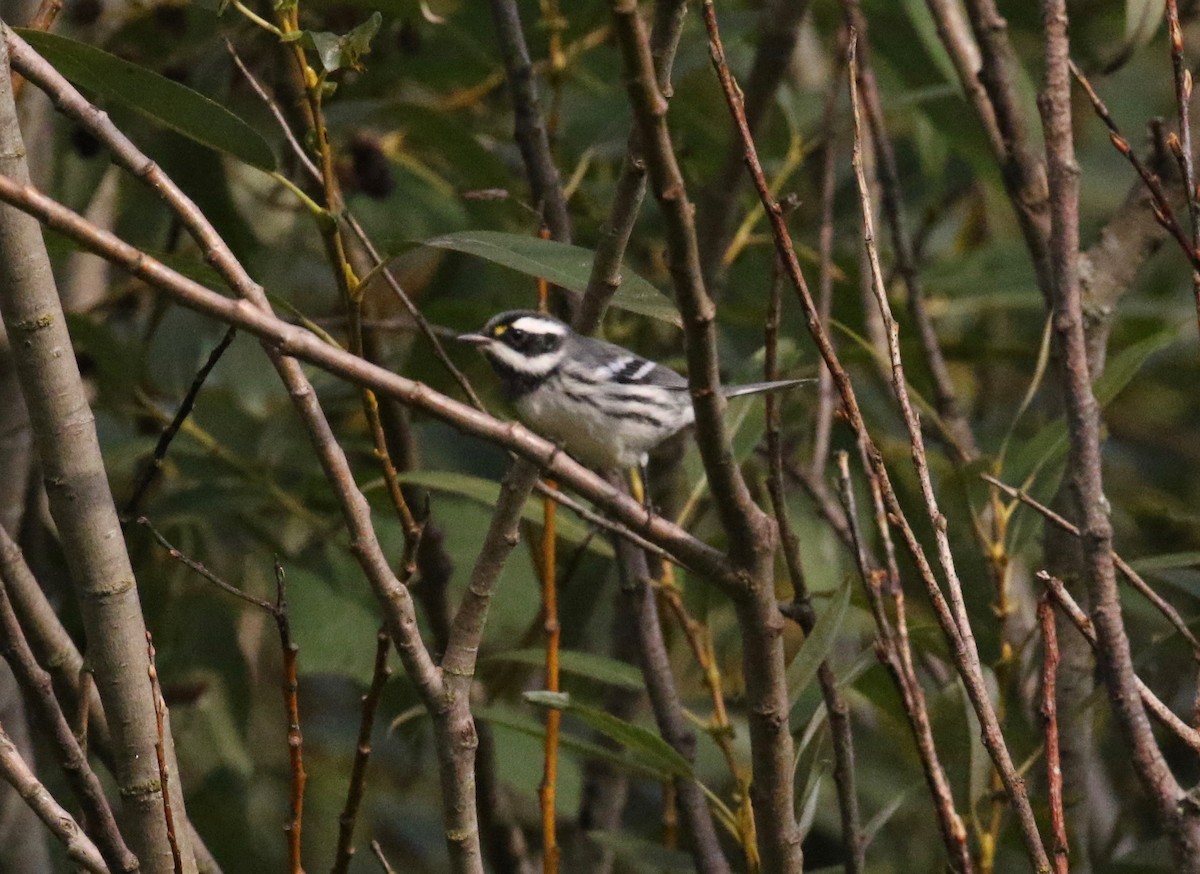 Black-throated Gray Warbler - ML611953028