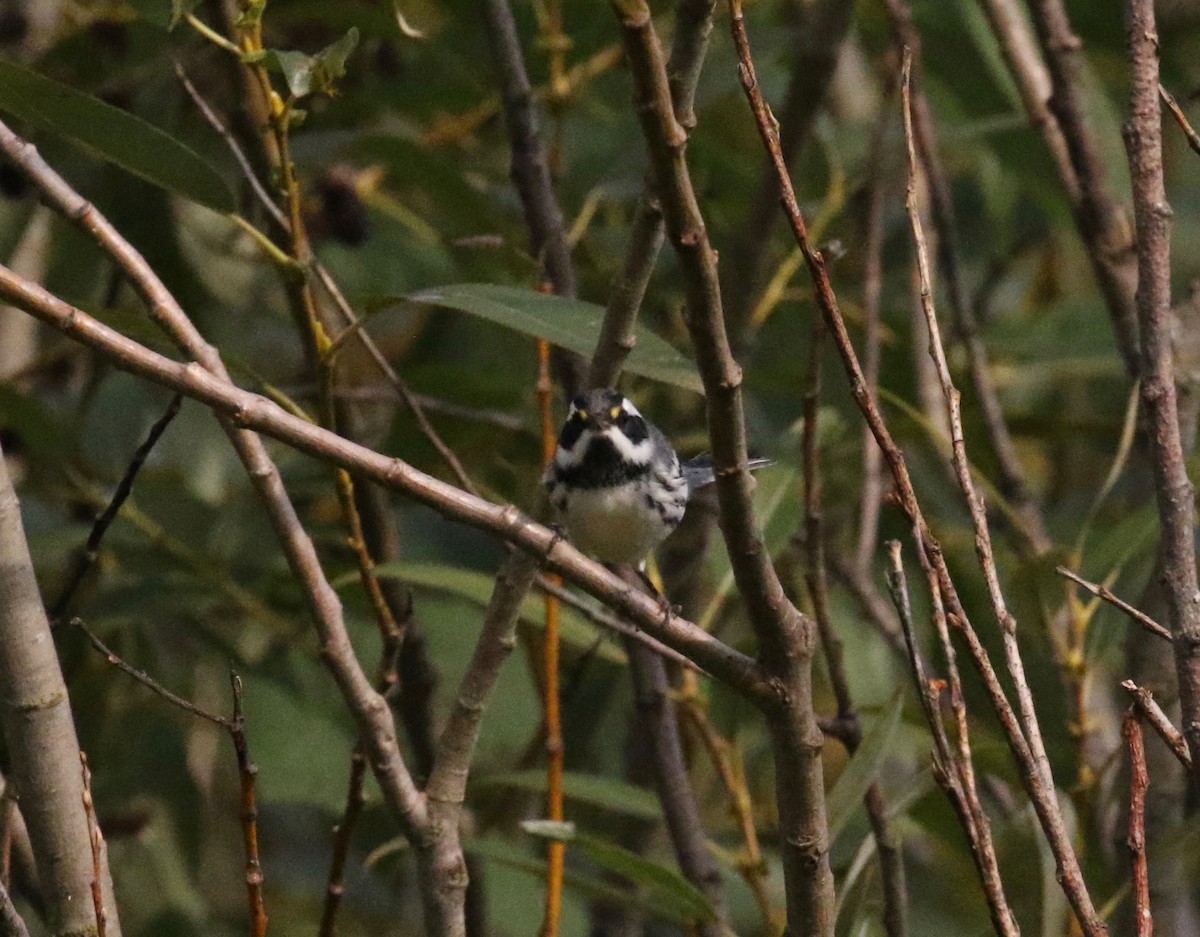Black-throated Gray Warbler - ML611953034