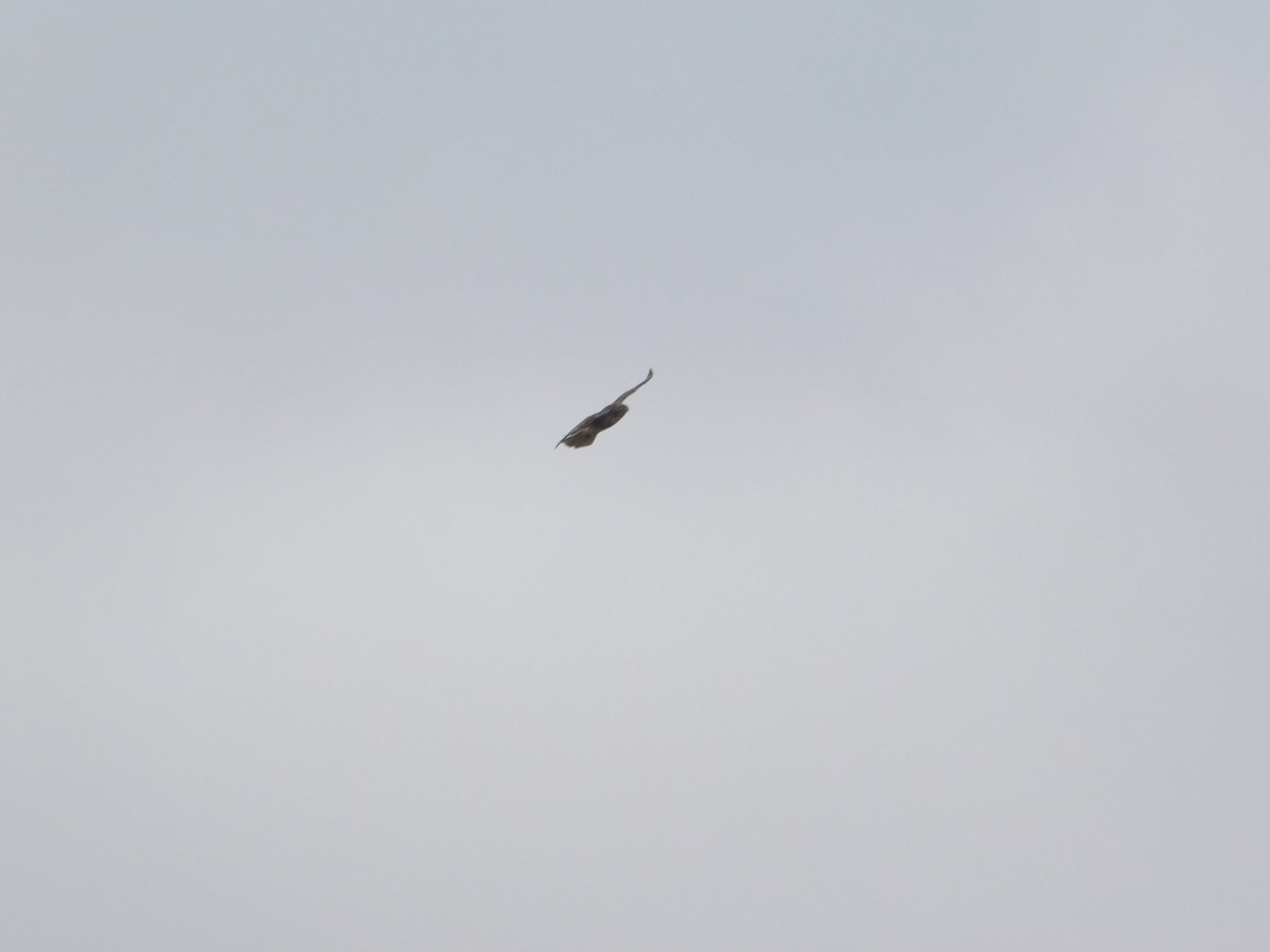 Zapelatz buztangorria - ML611953162