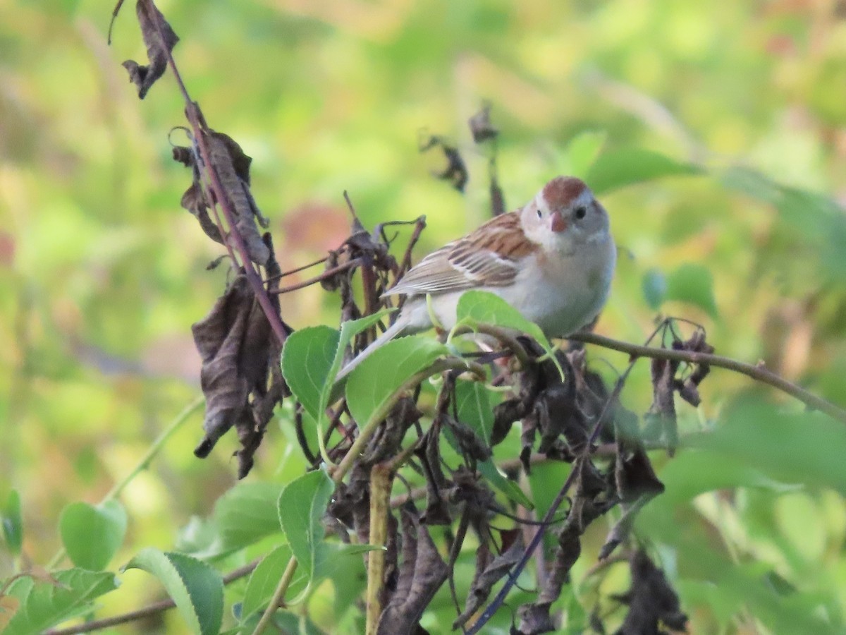 Field Sparrow - ML611953333