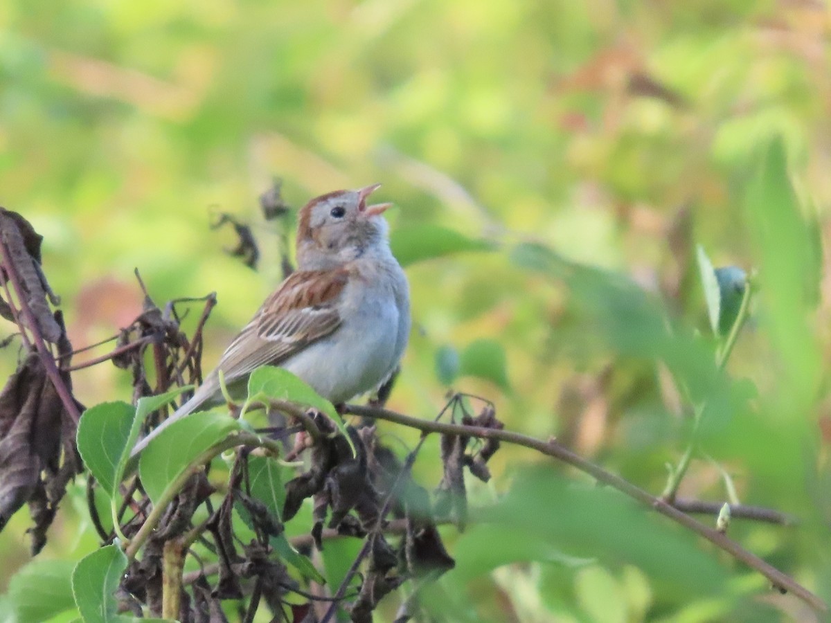 Field Sparrow - ML611953339