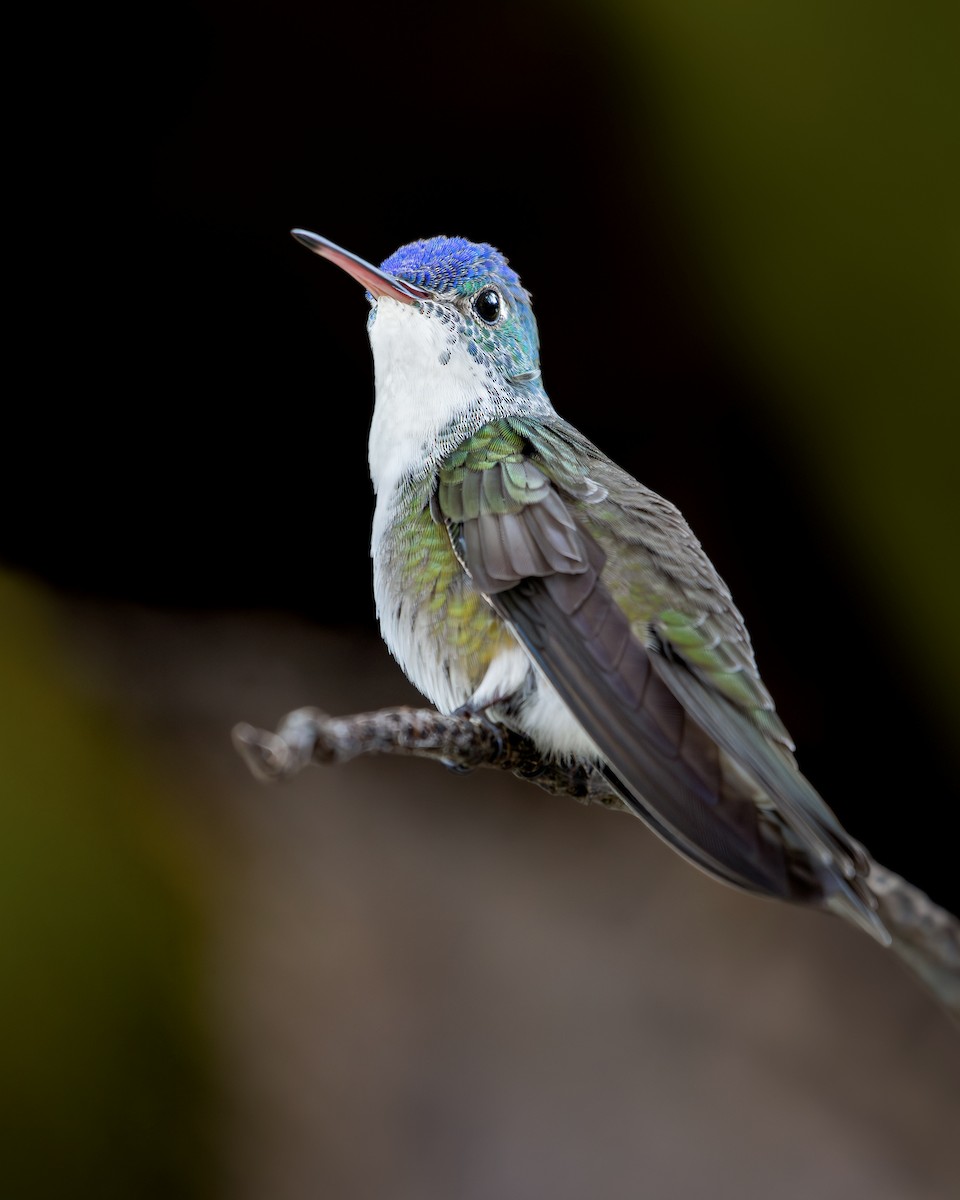 Azure-crowned Hummingbird - ML611953371