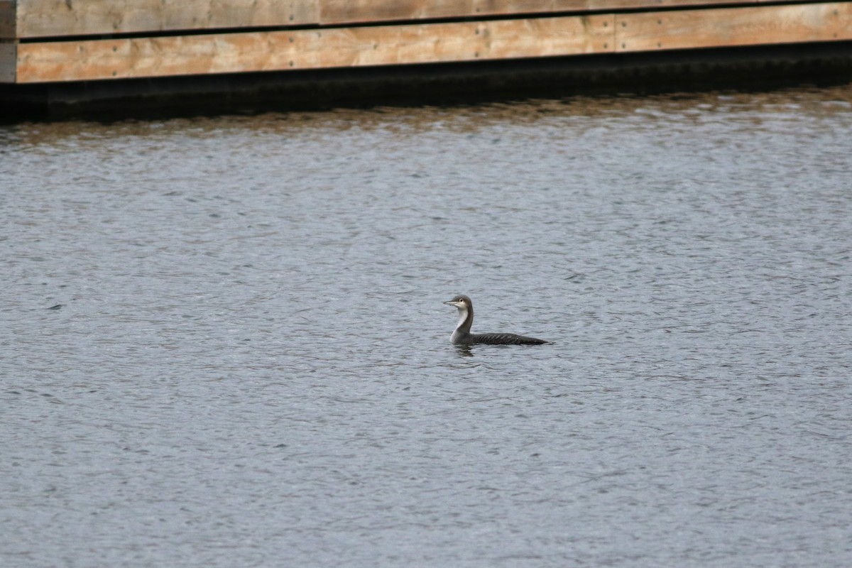 Ebird Checklist Dec Hamilton Pier Park Including Leander