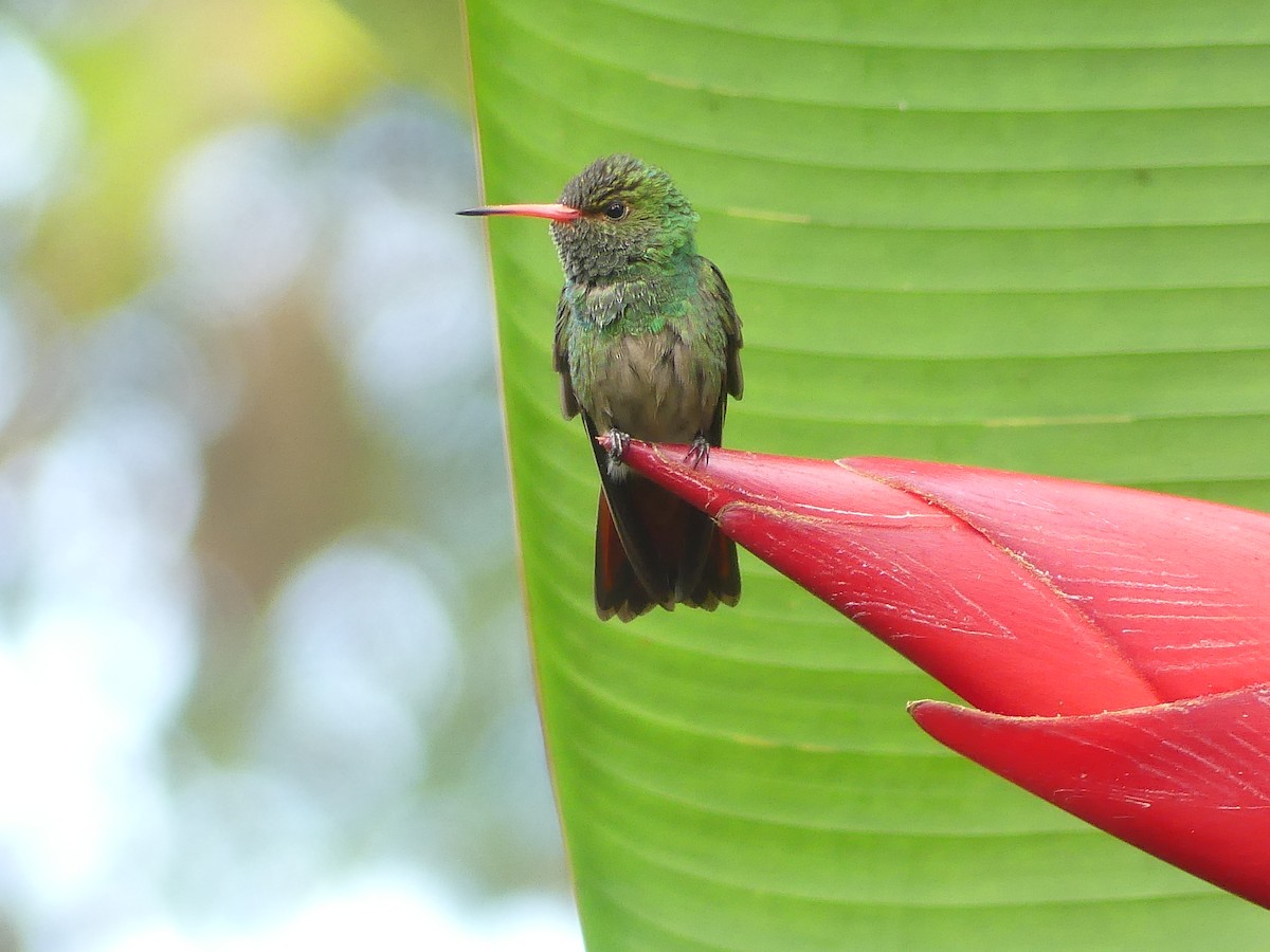 Rufous-tailed Hummingbird - ML611953623