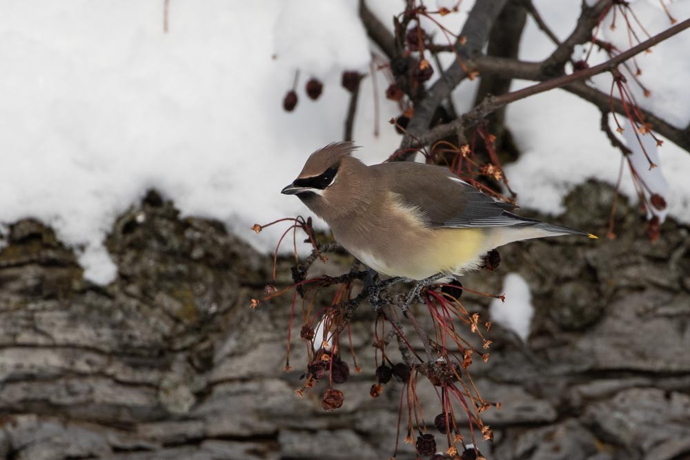 Cedar Waxwing - ML611953697
