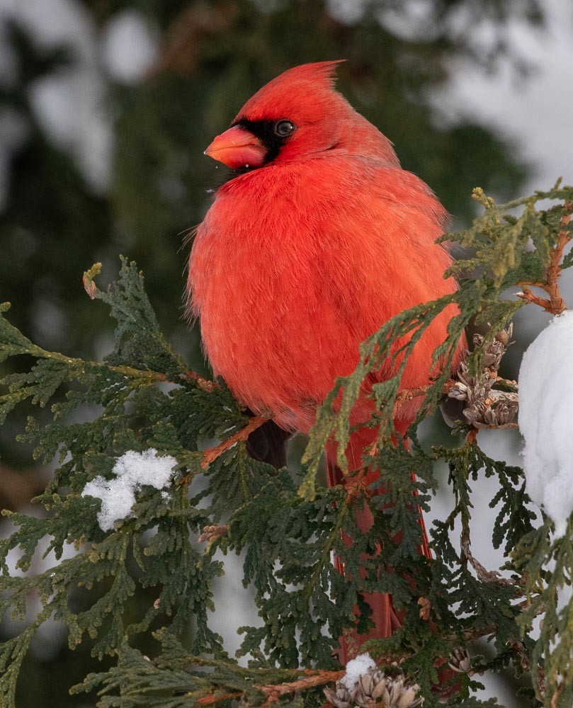 Northern Cardinal - ML611953729