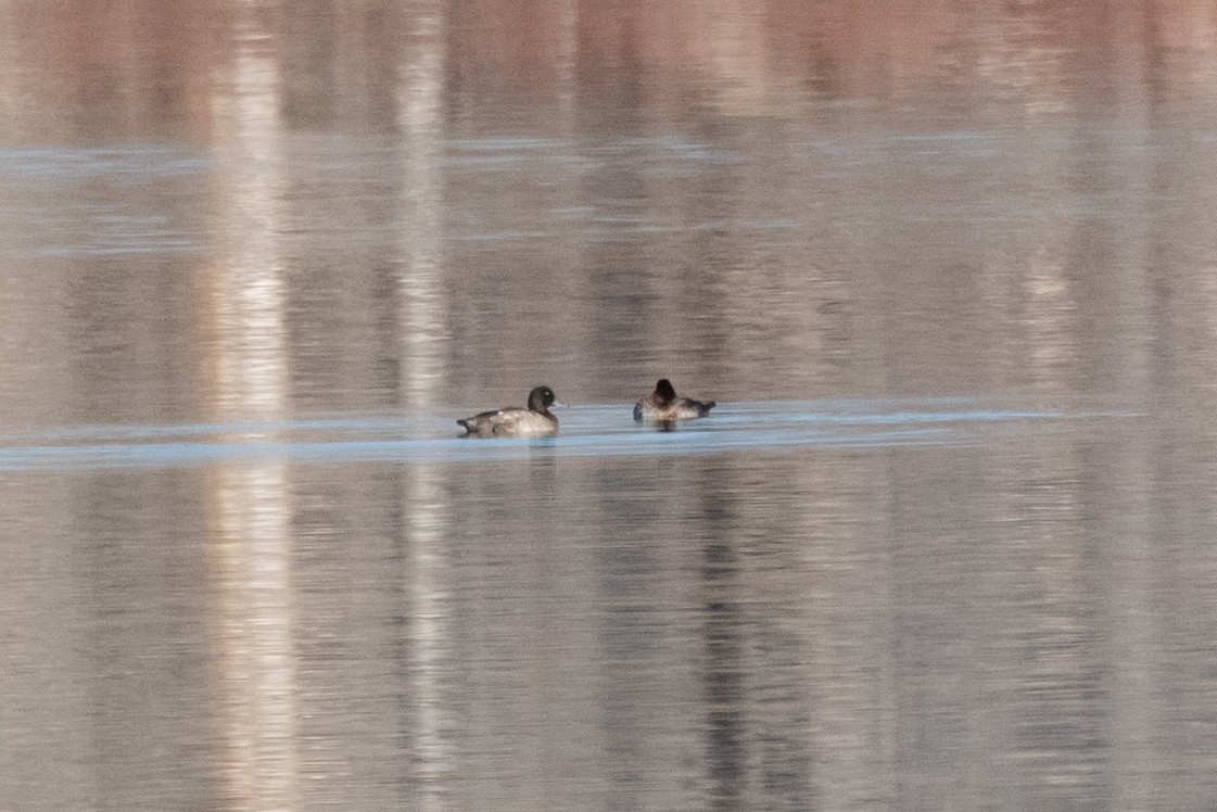 Greater Scaup - ML611954025