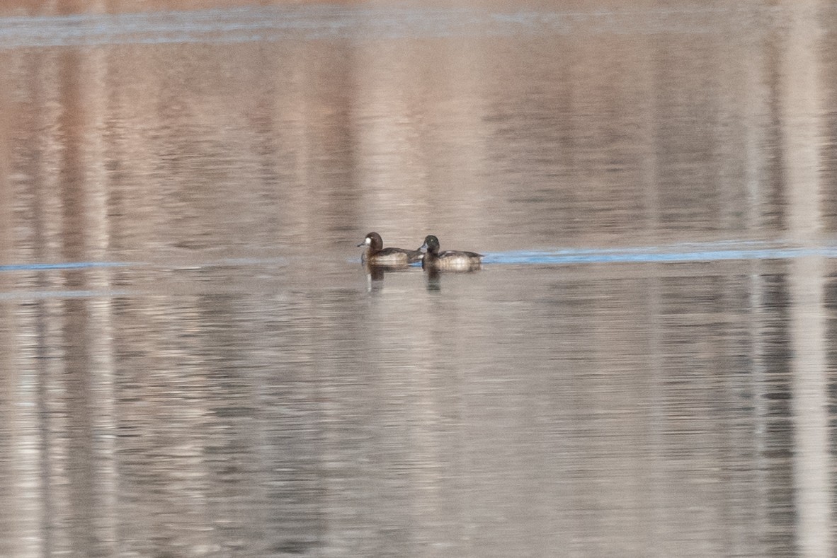 Greater Scaup - ML611954026