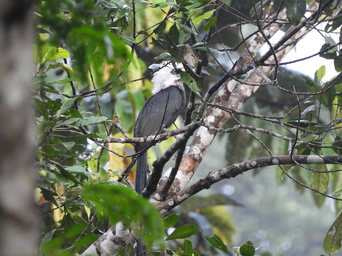 Western Long-tailed Hornbill - Bev Agler