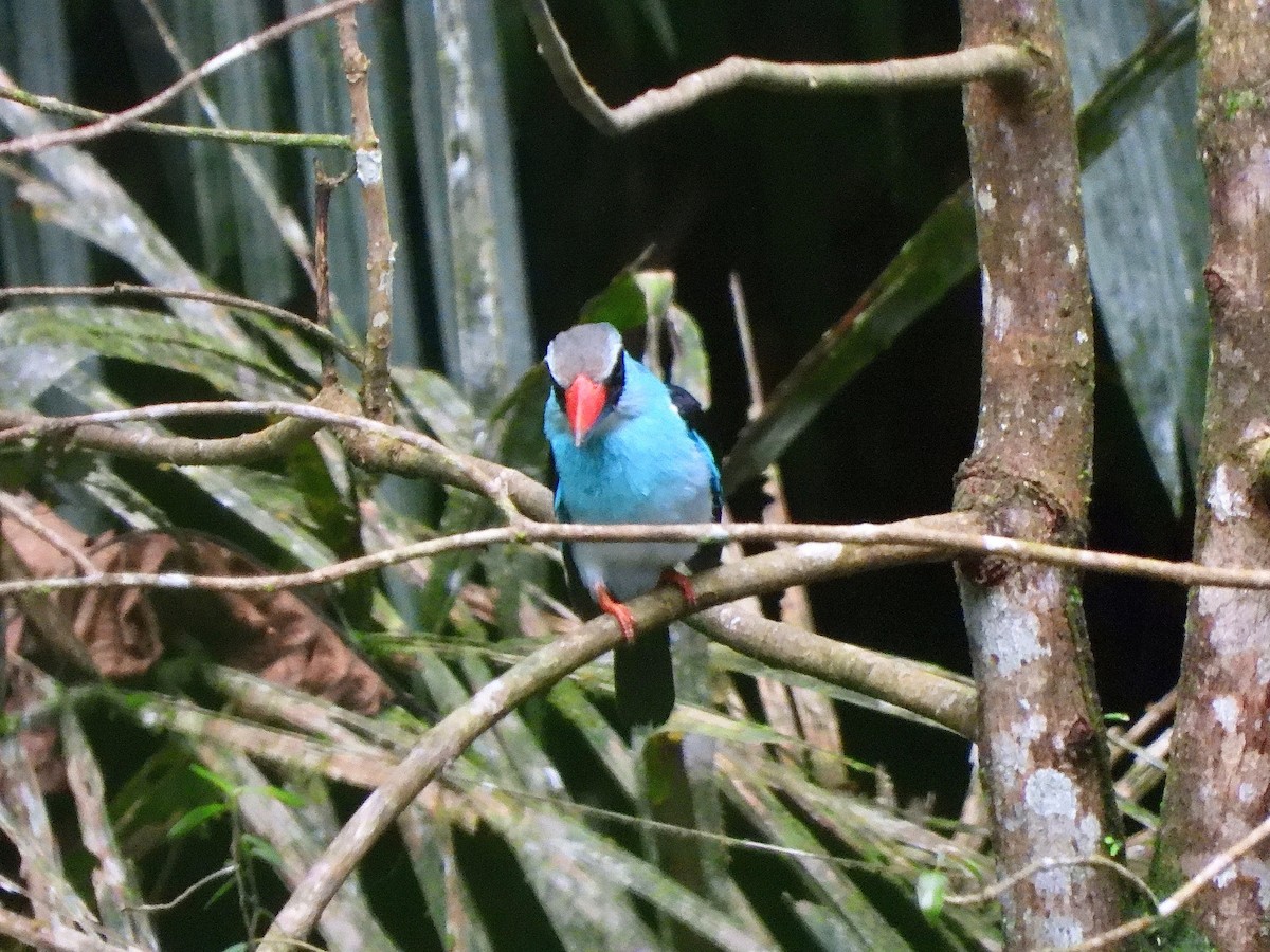 Blue-breasted Kingfisher - ML611954533