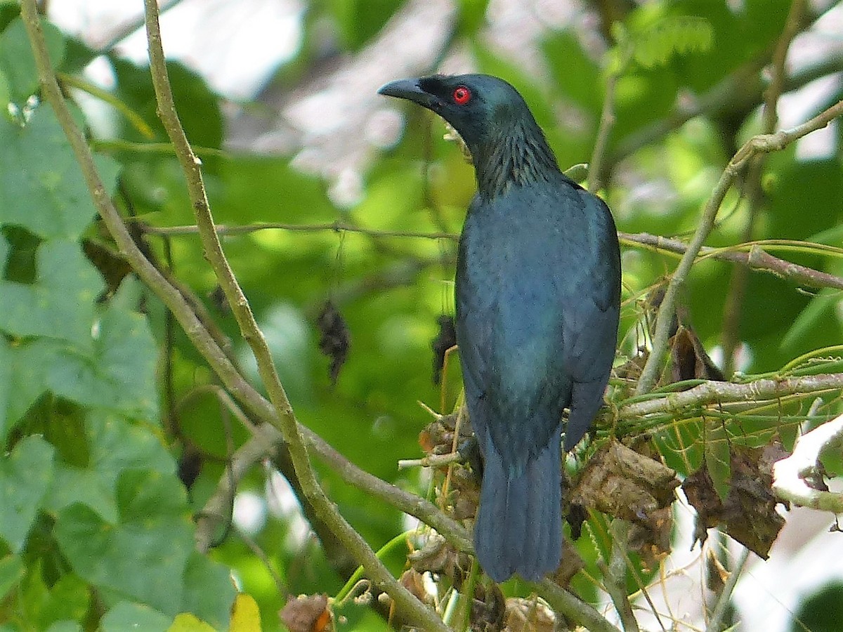 Asian Glossy Starling - Gregory Laude