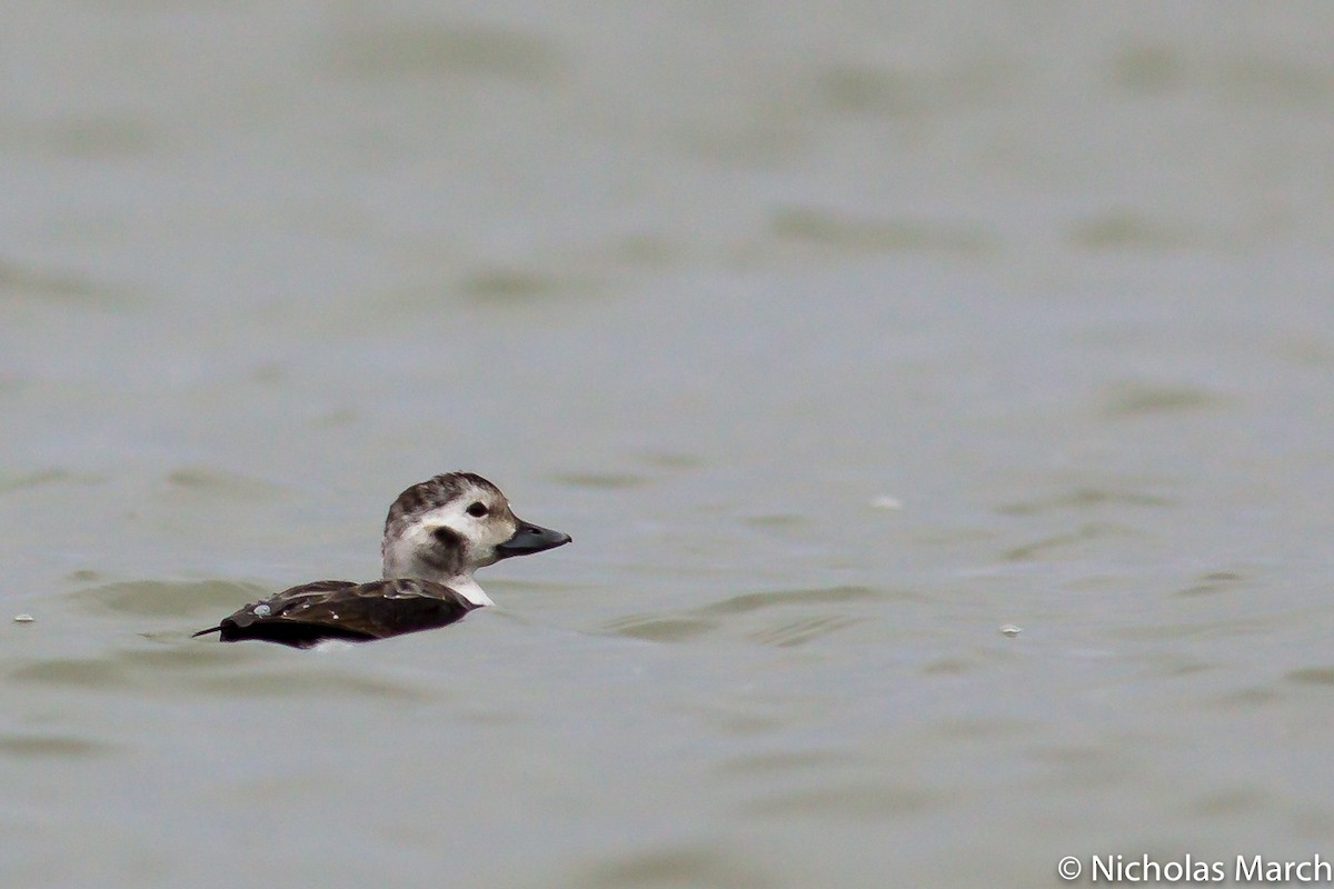 Long-tailed Duck - ML611954728