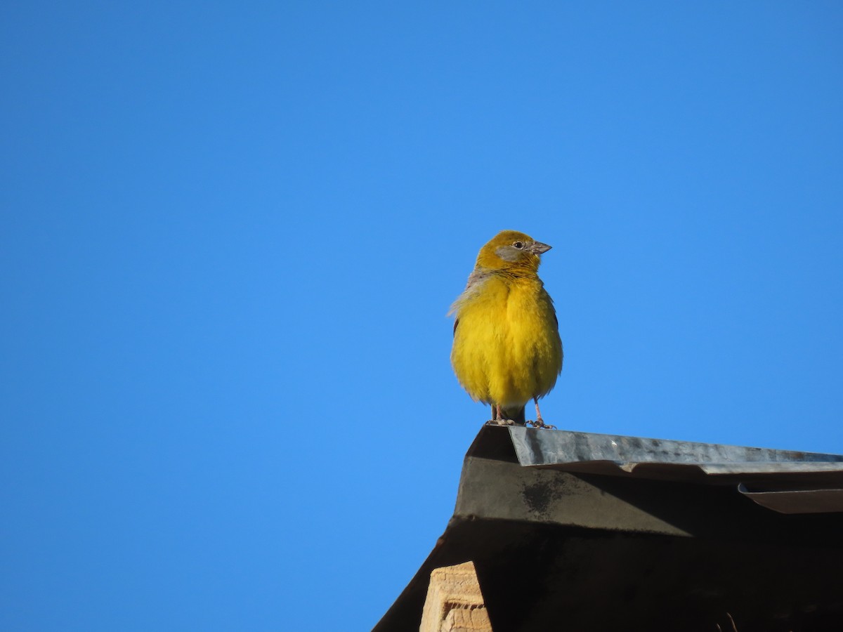 Bright-rumped Yellow-Finch - Nelson  Contardo
