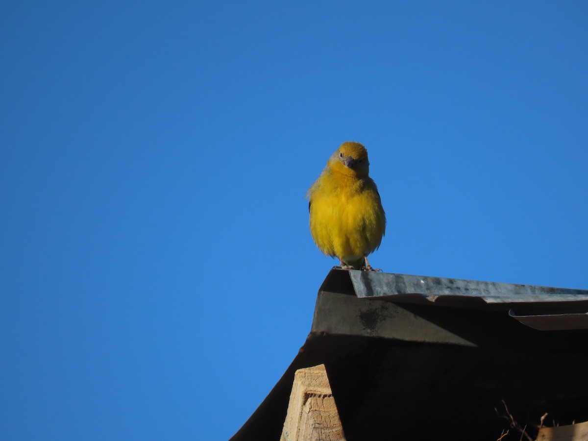 Bright-rumped Yellow-Finch - ML611954827