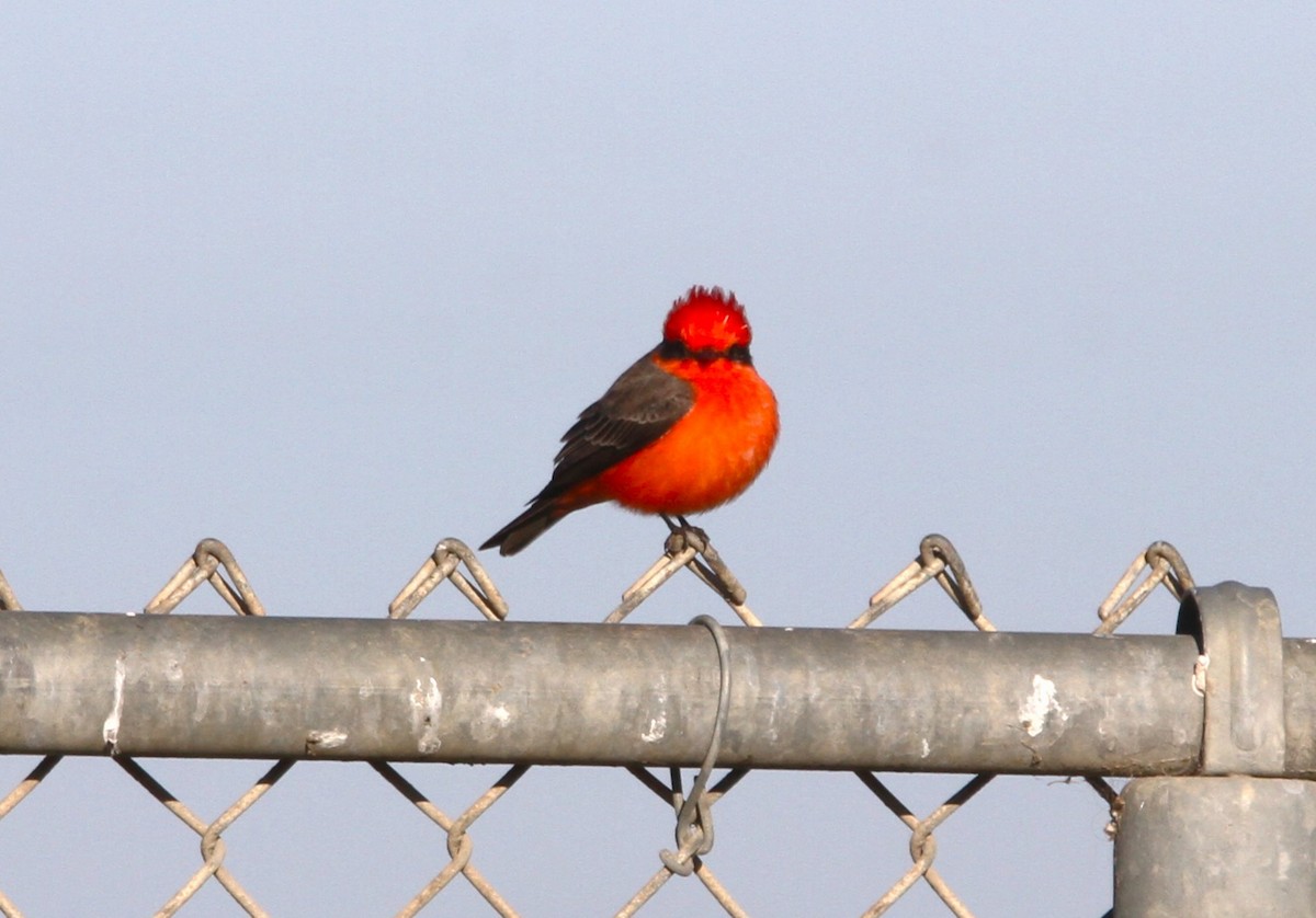 Vermilion Flycatcher - ML611955087
