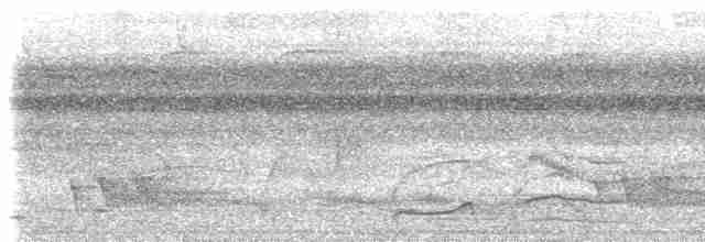 Pic ondé (groupe grammicus) - ML611955099