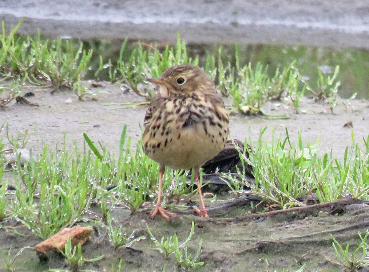 Meadow Pipit - ML611955881
