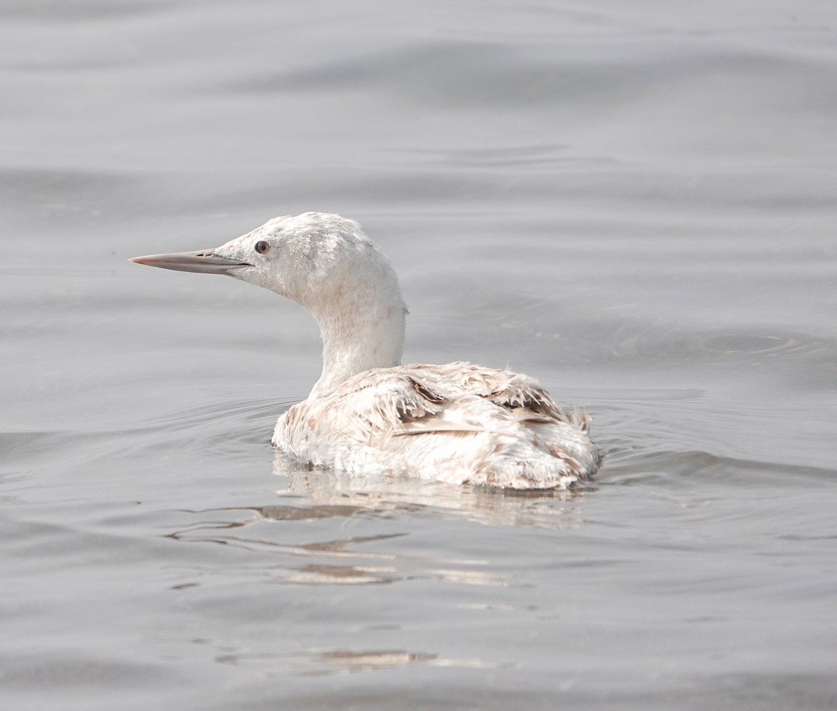 Red-throated Loon - ML611955906