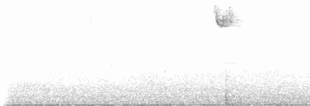 Белогорлая зонотрихия - ML611955959