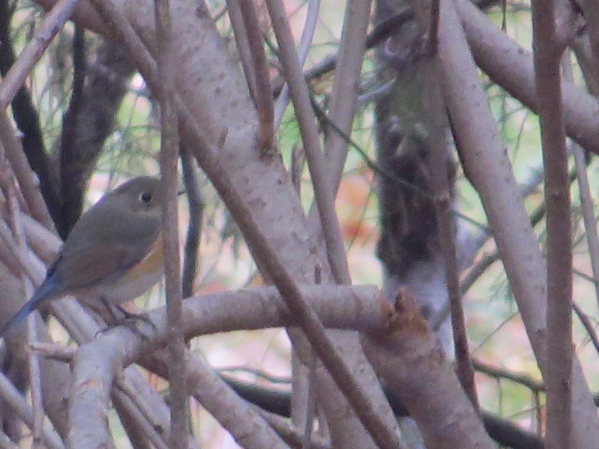 Red-flanked Bluetail - ML611956029