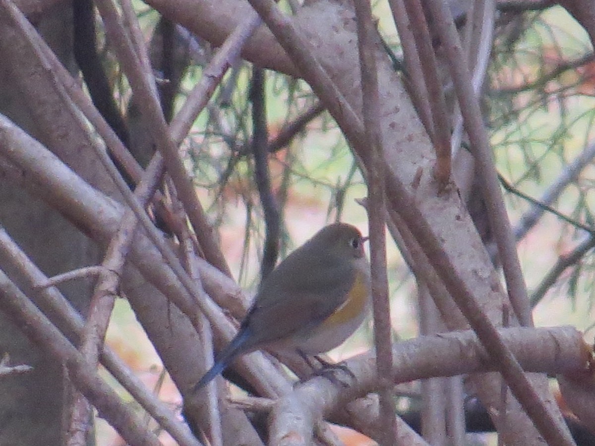 Red-flanked Bluetail - ML611956032