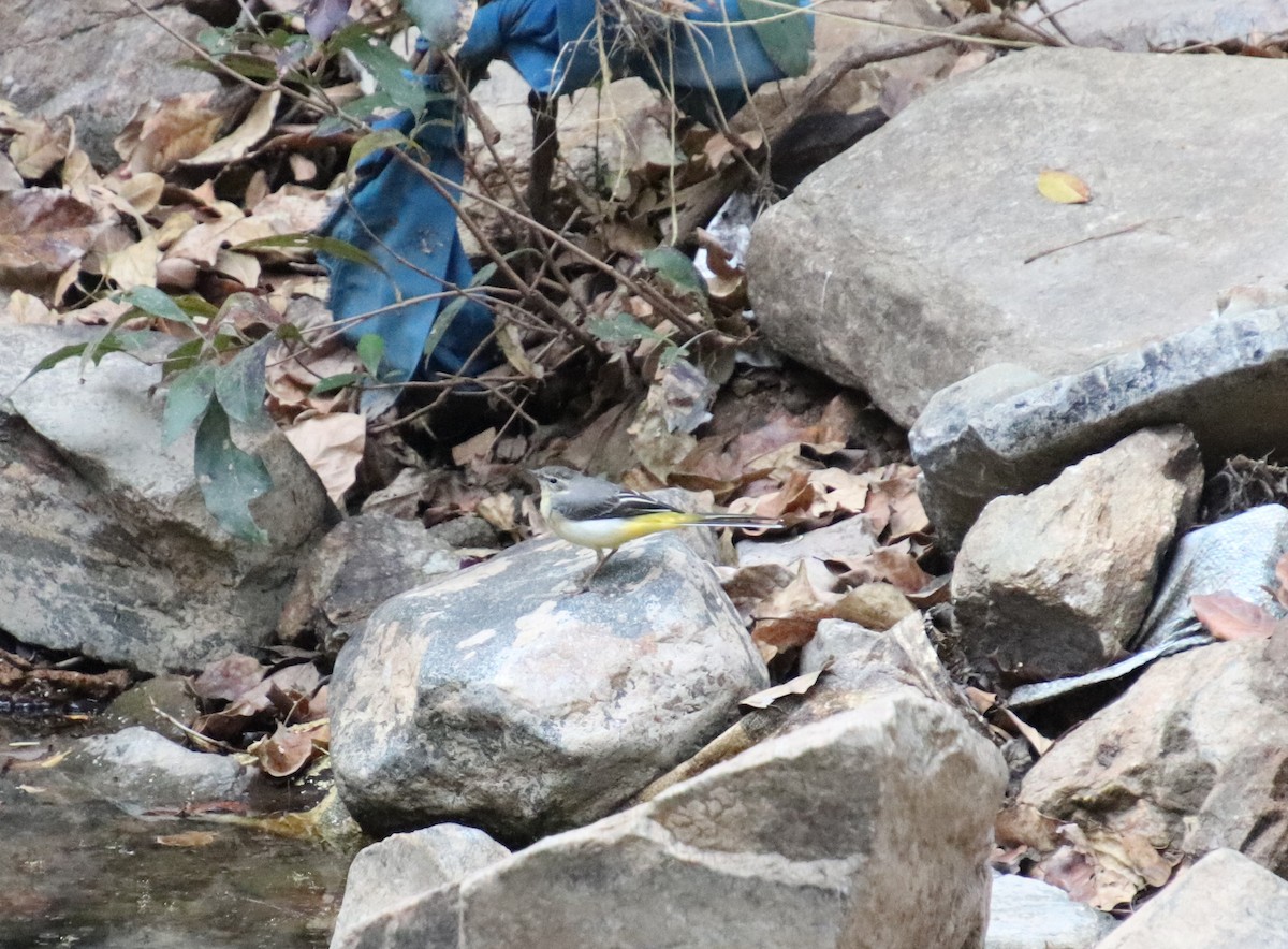 Gray Wagtail - ML611956037
