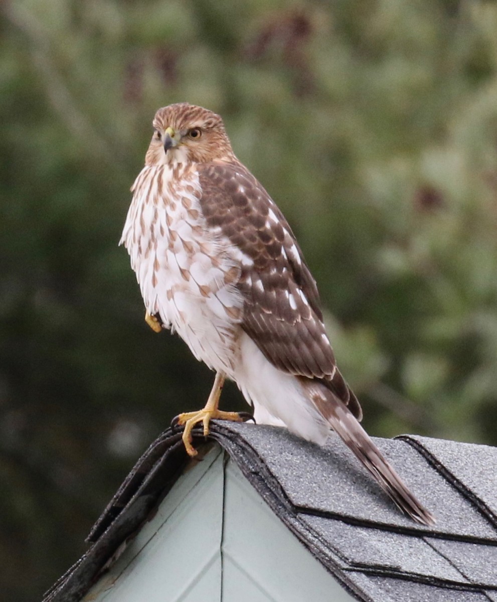 eBird Checklist 6 Dec 2023 33 Birchwood Dr, Whiting USNJ 39.96714