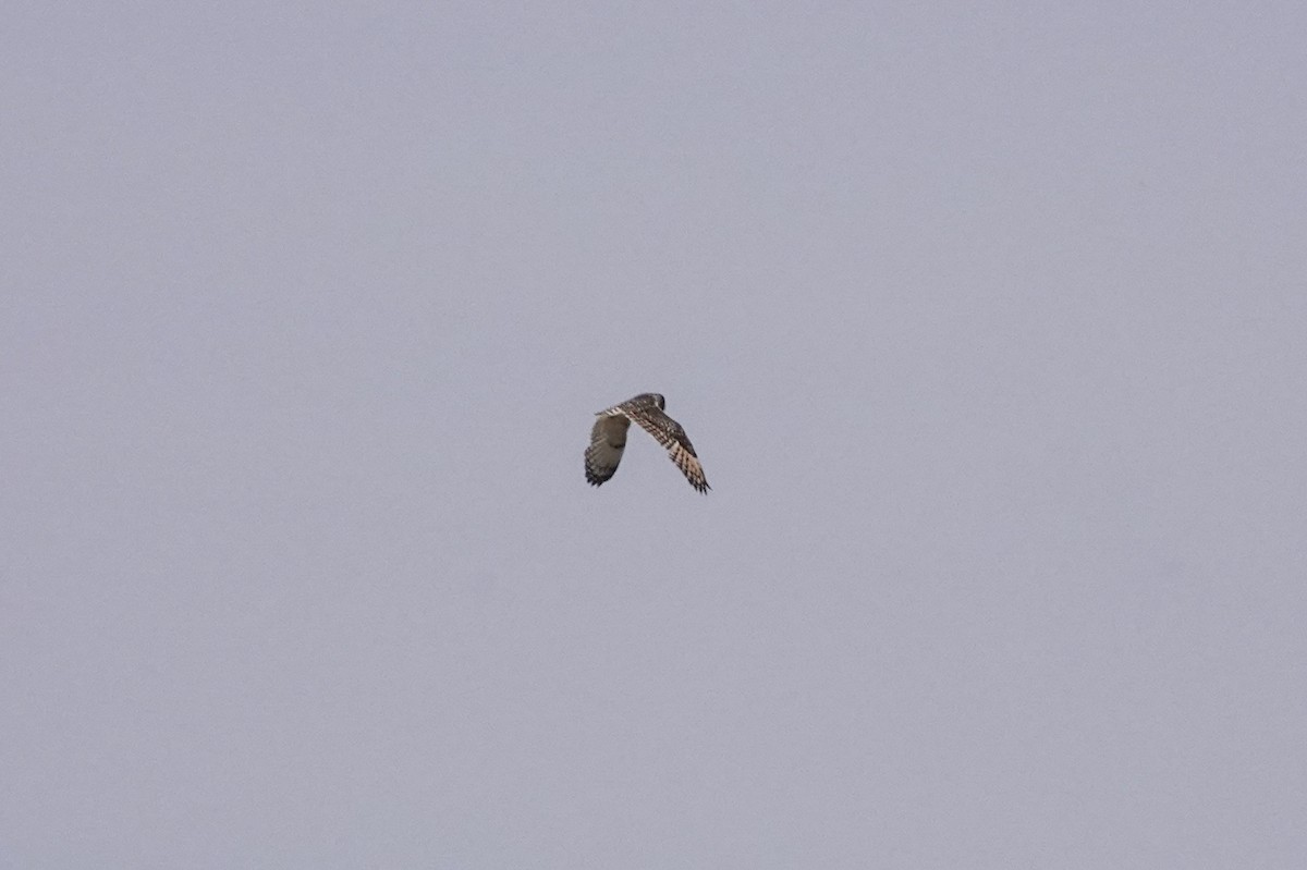 Short-eared Owl - ML611956309