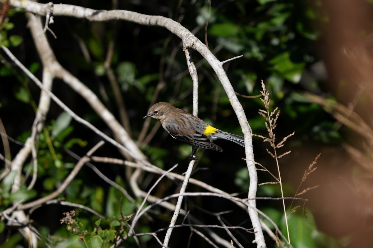 Yellow-rumped Warbler - Bob Athey