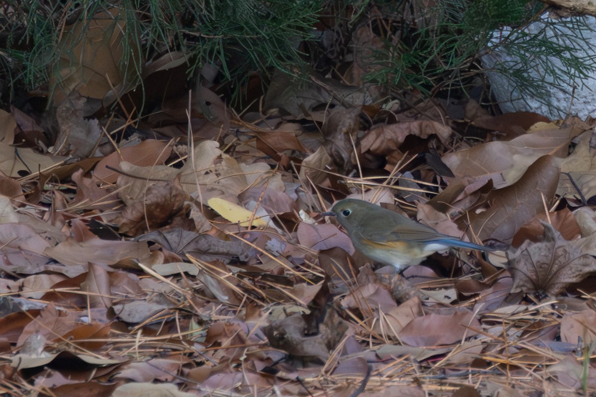 First Red-flanked Bluetail in the Eastern ABA Area - American